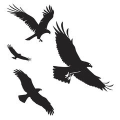 eagle vector illustration