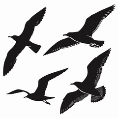 set of seagulls