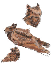 Fototapeta premium Watercolor illustration of a bird with brown feathers bird is depicted in various poses, showcasing its unique features textures.