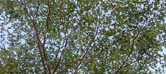 the canopy of a tree against a pale blue sky. 