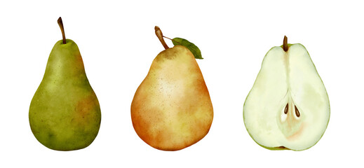 watercolor drawing pears isolated at white background, hand drawn botanical illustration