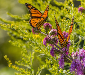 Beautiful Monarch butterfly on Purple wildflower