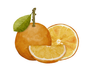 Watercolor Orange. Watercolor botanical illustration. Citrus fruit. Orange set. Slices of orange