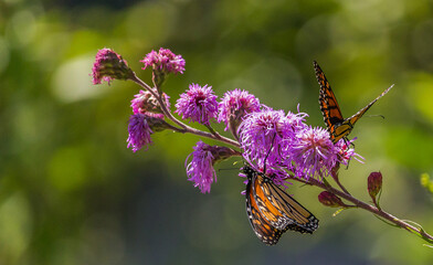 Beautiful Monarch butterfly on Purple wildflower