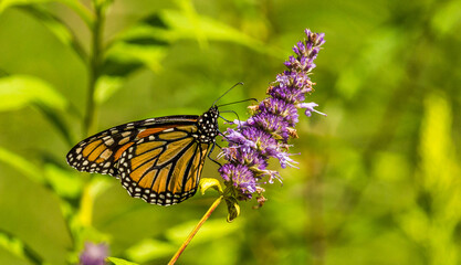 Beautiful Monarch butterfly on Purple wildflower