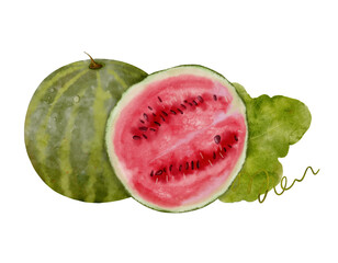 Whole and slices ripe watermelon with green leaves. Watercolor hand drawn illustration, isolated on white background