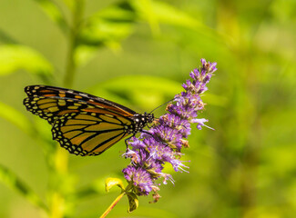 Beautiful Monarch butterfly on Purple wildflower