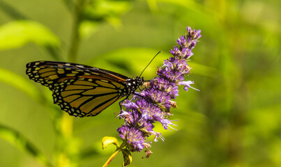 Obraz premium Beautiful Monarch butterfly on Purple wildflower