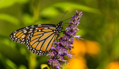 Beautiful Monarch butterfly on Purple wildflower