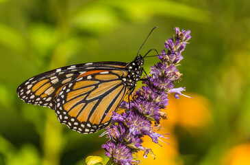 Beautiful Monarch butterfly on Purple wildflower