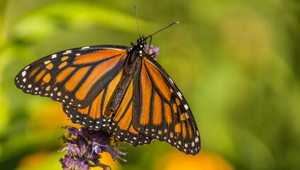 Beautiful Monarch butterfly on Purple wildflower