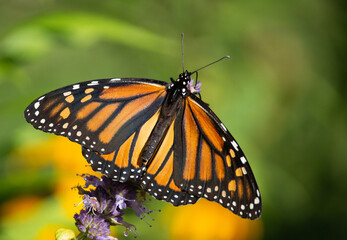Beautiful Monarch butterfly on Purple wildflower