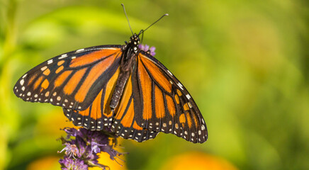 Beautiful Monarch butterfly on Purple wildflower