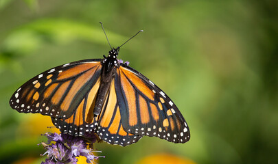 Beautiful Monarch butterfly on Purple wildflower
