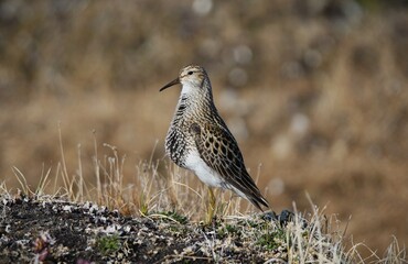 Male Pectoral Sandpiper (Calidris melanotos) displaying, Utqiagvik, Alaska
