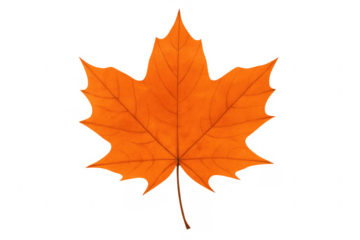 Bright orange maple leaf isolated on transparent background