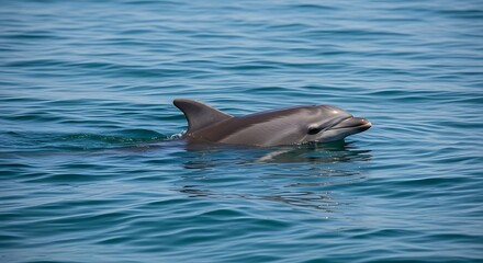 Obraz premium Two Dolphins Swimming in the Ocean.