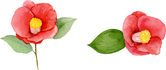 椿の花の水彩イラストセット　ベクター