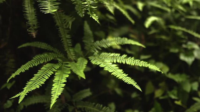 Farne im Wald beleuchtet vom Sonnenlicht - Nahaufnahme