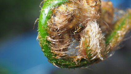 Clearwing Moth perfectly mimics a wasp on a vibrant green tropical leaf.