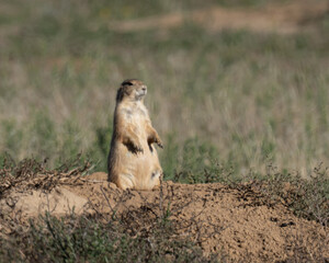 Alert prairie dog standing up over den