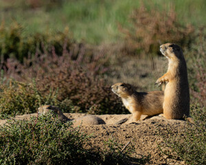 prairie dogs guarding their den 