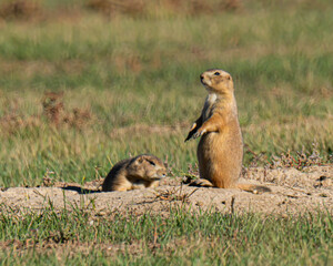 prairie dogs guarding den