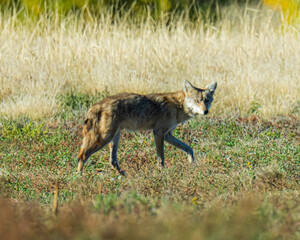 Coyote hunting prairie dogs in Colorado