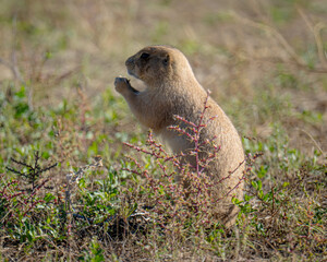 prairie dog eating grass in Colorado 