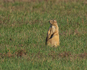 Chubby prairie dog standing alert