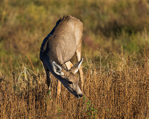 Blacktail deer grazing in Colorado