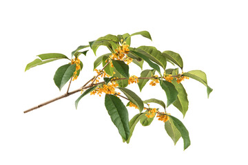 Sweet-Scented osmanthus fragrans bloom isolated on white background