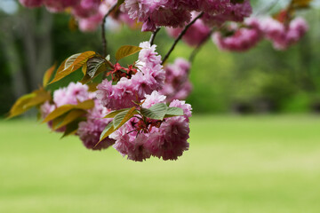 下向きに咲く八重桜