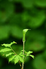 マムシグサの花