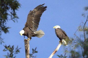 american bald eagle
