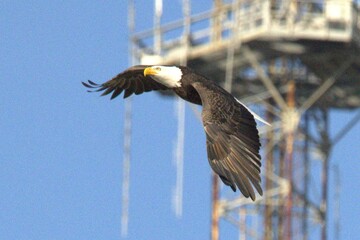 eagle in flight