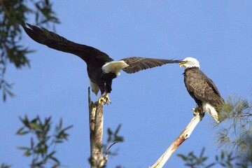 american bald eagle