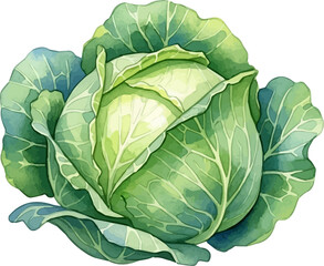 Obraz premium Watercolor Illustration of Green Cabbage Head.