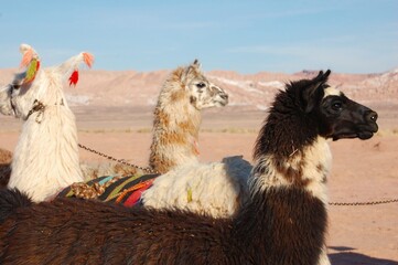 Portrait of a llama in the wild, nature background