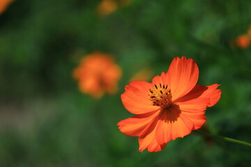 秋風に揺れて咲く