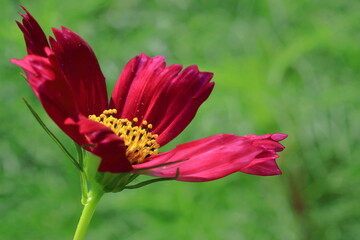 秋風に揺れて咲く
