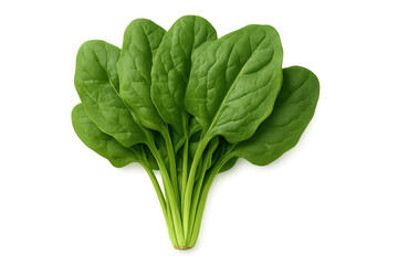 Bunch of fresh green spinach leaves on transparent background