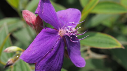 Princess Flower, The incredible elegance of a vibrant purple flower in full bloom
