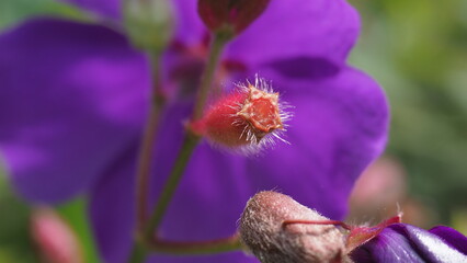 Princess Flower, The incredible elegance of a vibrant purple flower in full bloom