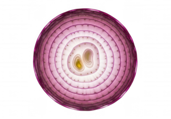 Translucent purple onion layers illuminated isolated on a transparent background