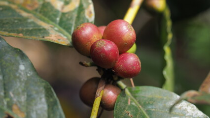Fresh red coffee cherries on tree branch