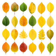 Variety of colorful autumn leaves isolated on transparent background
