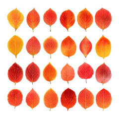 Autumnal leaf collection vibrant red and orange leaves against transparent background for design and illustration