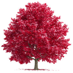 Vibrant red tree with lush foliage isolated on transparent background