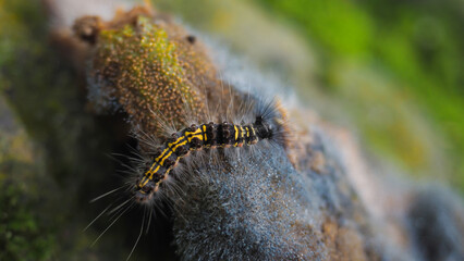 Lymantria dispar, also known as the gypsy moth or spongy moth